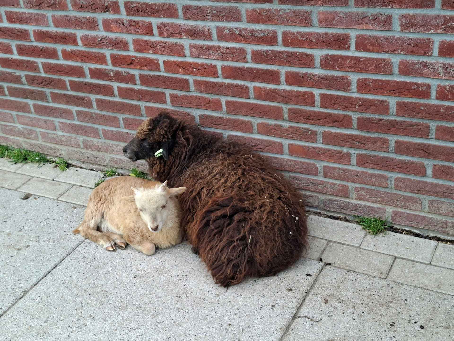 Kinderboerderij-Hestiashof in Leerdam-waar veel dieren geknuffeld kunnen worden