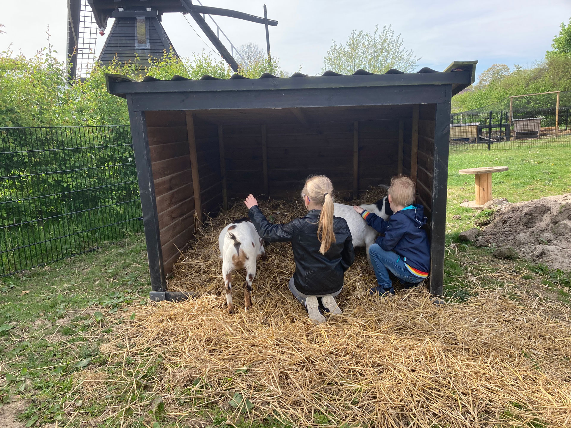Kinderboerderij-Hestiashof in Leerdam waar geiten en schapen rondlopen