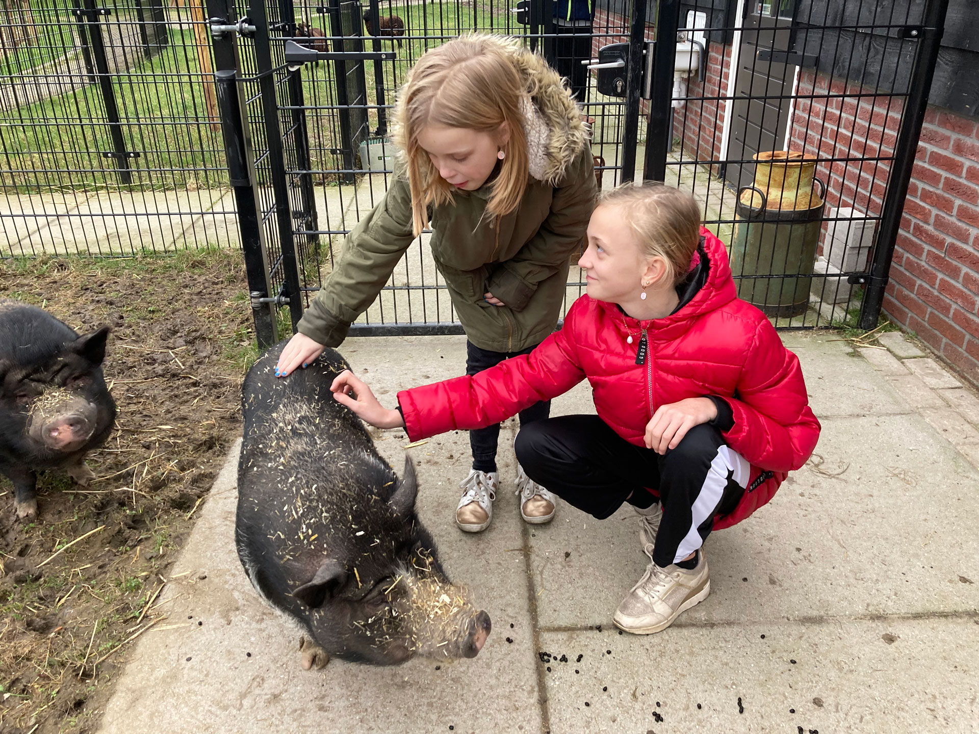 Kinderboerderij-Hestiashof in Leerdam-waar veel dieren geknuffeld kunnen worden